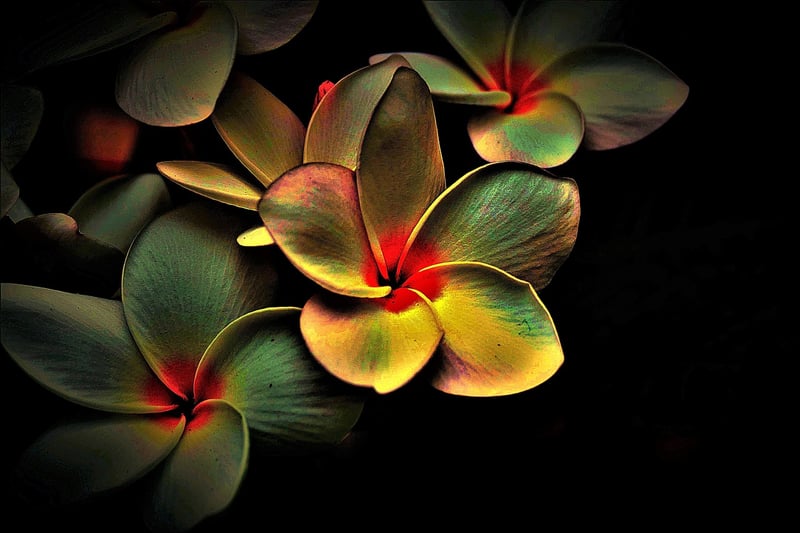 Salsa Dance Image